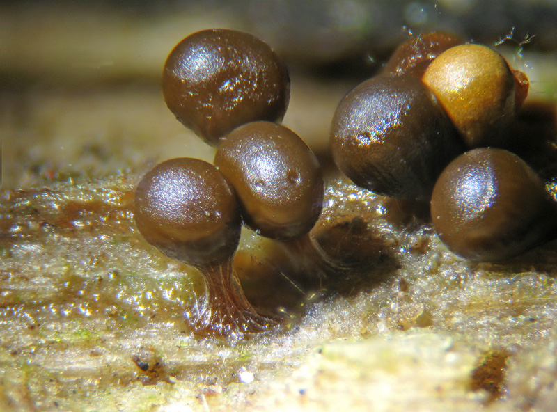 Trichia decipiens?